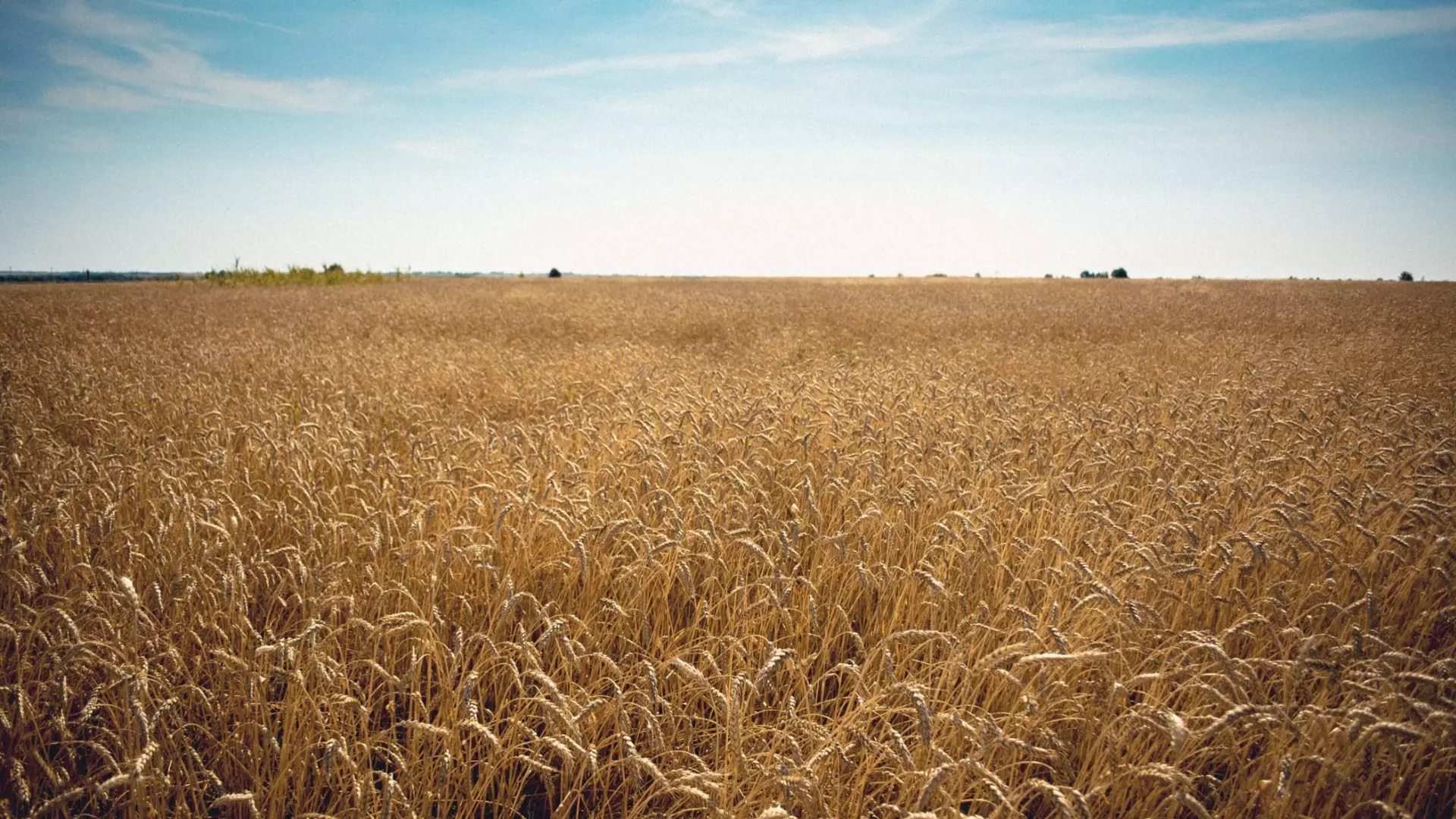В Белгородской области завершилась уборка озимой пшеницы 