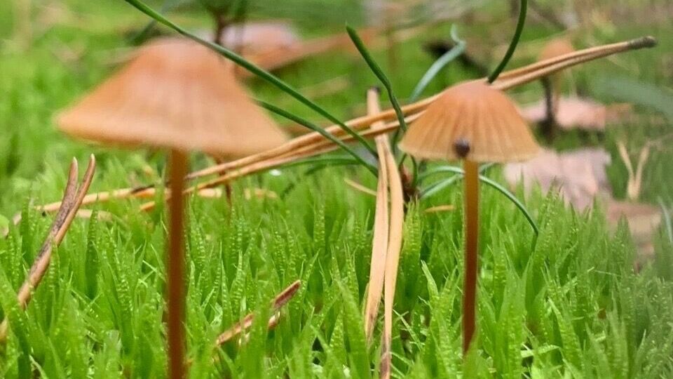 Белгородцам рассказали, где нельзя ходить за грибами