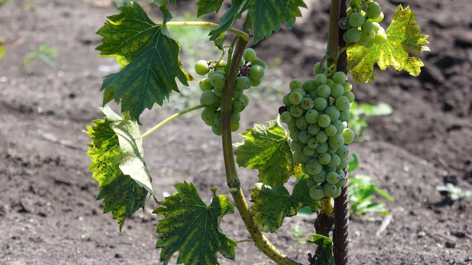 В НИУ «БелГУ» создали безалкогольное вина, защищающее почки при рентгенографии