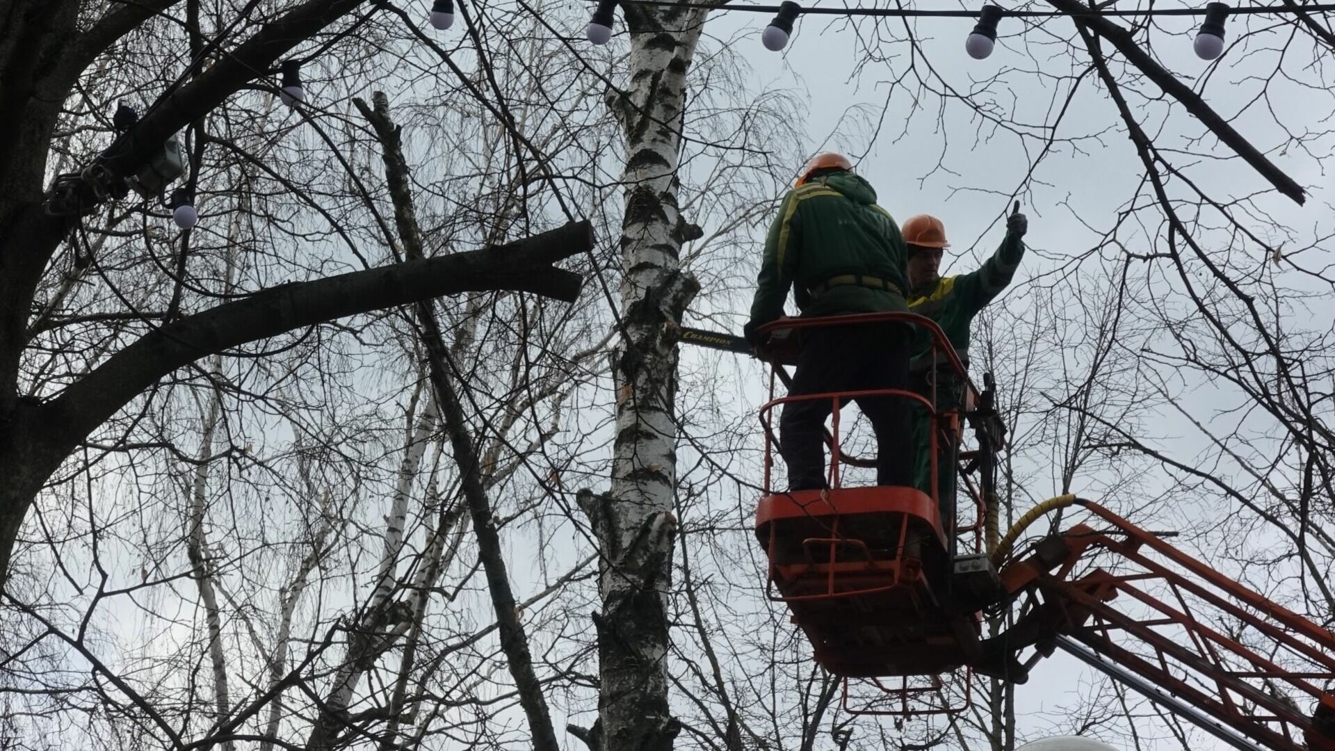 Порядка 300 деревьев вырубят в парке Победы в Белгороде